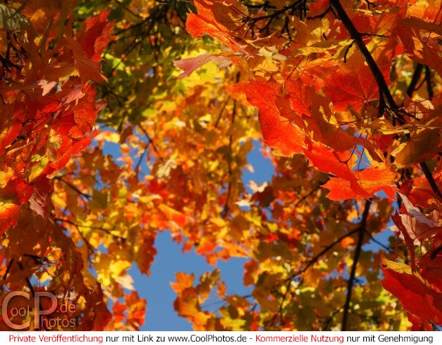 Bild Nr. 8 (Herbstfotos) 

Foto mit einem Farbenmeer von bunt gefärbten Ahornblättern an einem wunderschönen Herbsttag.