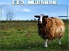 Eid al-Adha (Opferfest)