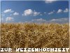 Weizenhochzeit (regional 3, negativ)