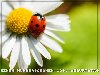 109. Geburtstag