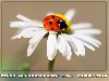 104. Geburtstag