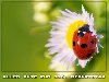 113. Geburtstag