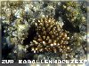 Korallenhochzeit (regional 11)