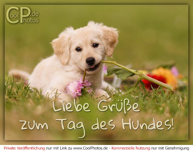bacon kedel plukke CoolPhotos.de - Liebe Grüße zum Tag des Hundes!