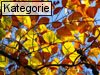 Fall