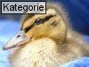 Animal Photos