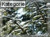 04. Januar (Normale Tageskarten)