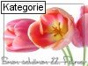 22. Februar (Normale Tageskarten)