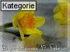 19. Februar (Normale Tageskarten)
