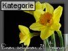 21. Februar (Normale Tageskarten)