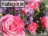 15. Juli (Normale Tageskarten)
