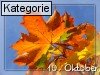 10. Oktober (Normale Tageskarten)