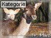 14. M�rz (Normale Tageskarten)