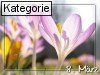 08. M�rz (Normale Tageskarten)
