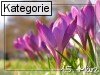 15. M�rz (Normale Tageskarten)