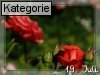 19. Juli (Normale Tageskarten)