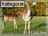19. Oktober (Normale Tageskarten)