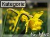 16. M�rz (Normale Tageskarten)