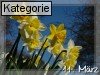 11. M�rz (Normale Tageskarten)