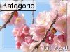 10. April (Normale Tageskarten)