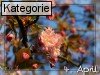 04. April (Normale Tageskarten)