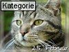 25. Februar (Normale Tageskarten)