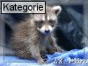 28. M�rz (Normale Tageskarten)
