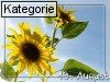 19. August (Normale Tageskarten)