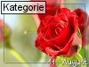 11. August (Normale Tageskarten)