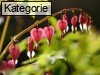 Weitere Fr�hlingsblumen