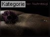 Sch�nen Nachmittag (Sexy)