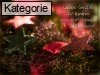 13. Dezember (Normale Tageskarten)