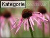 26. Juli (Normale Tageskarten)
