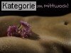 Mittwoch (Sexy)
