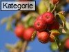 Fr�chte & Obst