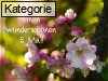 06. Mai (Normale Tageskarten)