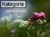 12. Juni (Normale Tageskarten)