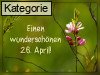 26. April (Normale Tageskarten)