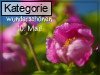 10. Mai (Normale Tageskarten)