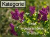 13. Mai (Normale Tageskarten)