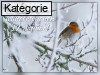 19. Januar (Normale Tageskarten)