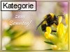 Sonntag