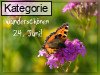 24. Juni (Normale Tageskarten)