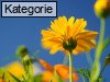 Weitere Blumen