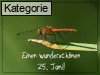 25. Juni (Normale Tageskarten)