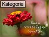 Sonntag