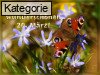 20. M�rz (Normale Tageskarten)