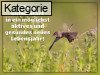 Geburtstagskarten