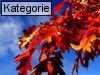 Fall