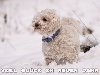 Viel Gl�ck im neuen Jahr